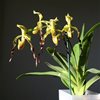 Paphiopedilum Parishii 